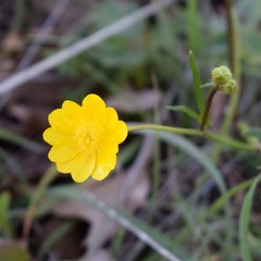 Ranunculus californicus