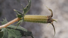 Mentzelia hirsutissima