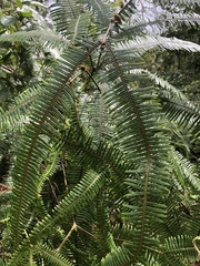 Gleichenella pectinata