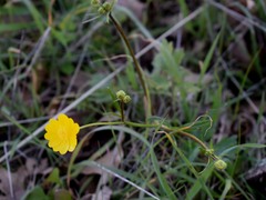 Ranunculus californicus