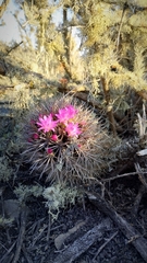 Eriosyce nigrihorrida