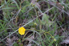 Ranunculus californicus