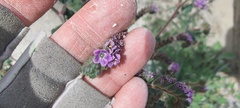 Phacelia crenulata minutiflora