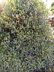 Metrosideros umbellata