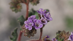 Phacelia crenulata minutiflora