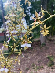 Epidendrum stamfordianum