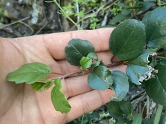 Ribes viburnifolium