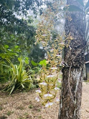 Epidendrum stamfordianum