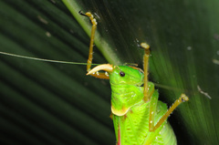 Copiphora rhinoceros