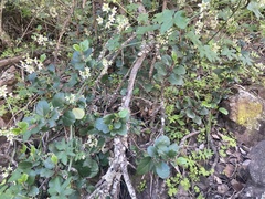 Ribes viburnifolium