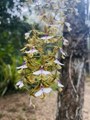 Epidendrum stamfordianum