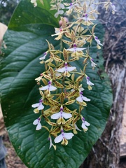 Epidendrum stamfordianum