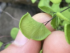 Adiantum jordanii