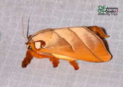 Mahanta quadrilinea