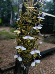Epidendrum stamfordianum