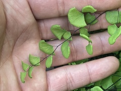 Adiantum jordanii