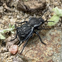 Microschatia inaequalis