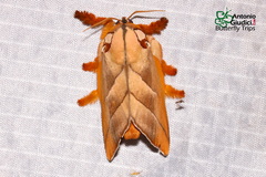 Mahanta quadrilinea