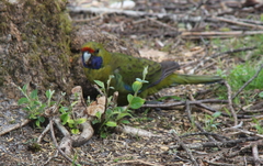 Platycercus caledonicus