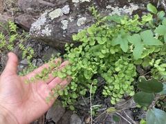 Adiantum jordanii