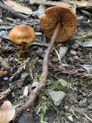 Rhodophana nitellina
