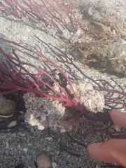 Pteria colymbus