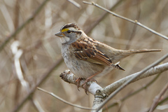 Zonotrichia albicollis