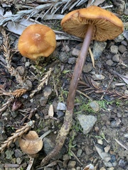 Rhodophana nitellina
