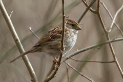 Zonotrichia albicollis