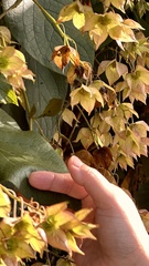 Trichodesma calycosum