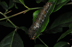 Heraclides anchisiades