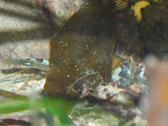Oligocottus snyderi