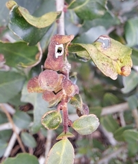 Gyropsylla ilecis