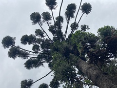 Araucariaceae