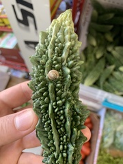 Bradybaena similaris