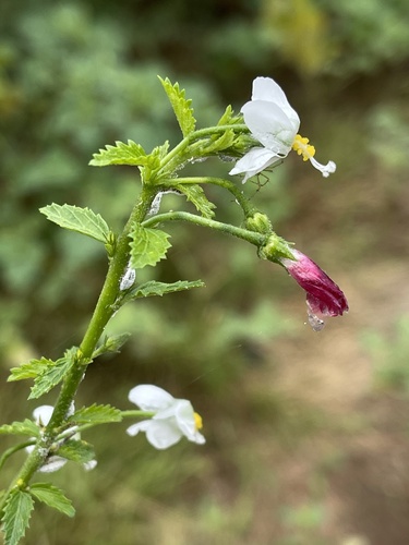 Tiny White Wild Hibiscus