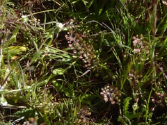 Lepidium nitidum