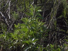 Salvia apiana