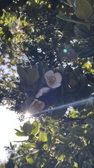 Eucryphia cordifolia