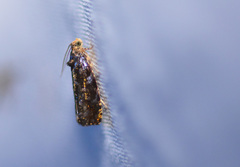 Olethreutes albiciliana