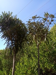 Pseudopanax ferox