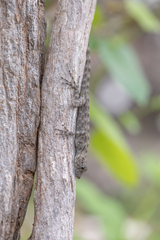 Pristurus insignis