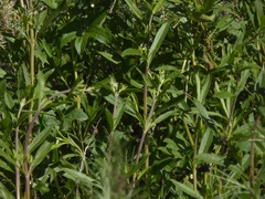 Salvia mellifera