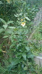Verbascum creticum