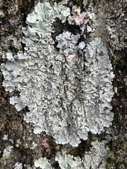 Crespoa crozalsiana