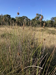 Juncus pallidus pallidus