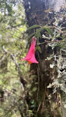 Philesia magellanica