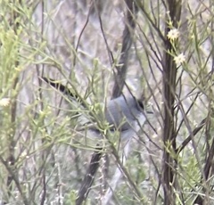 Polioptila melanura