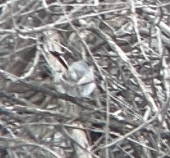 Polioptila melanura