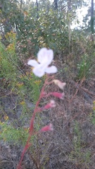 Dicerandra linearifolia